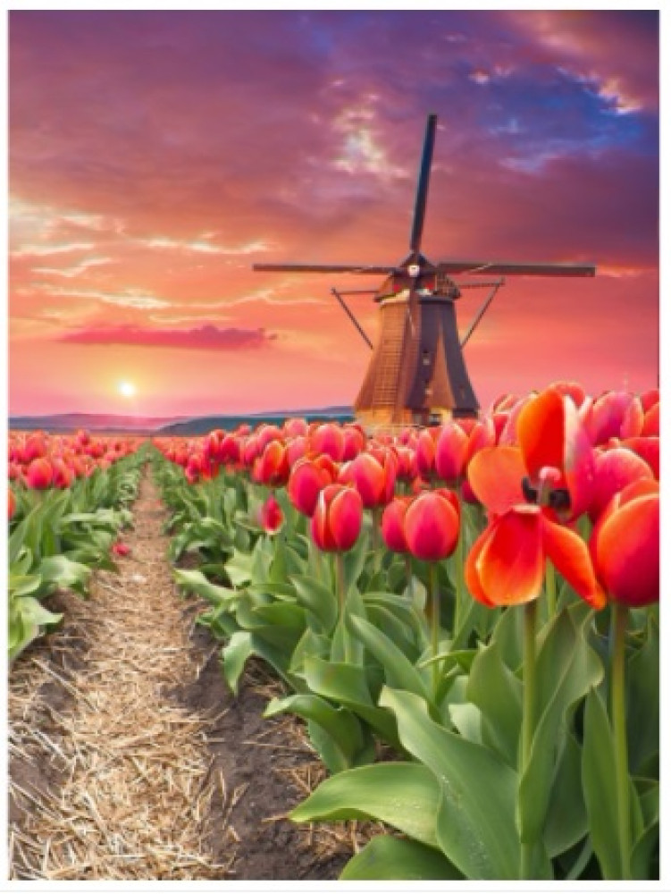 WD3056 "Windmill in tulips 30х40" Wizardi