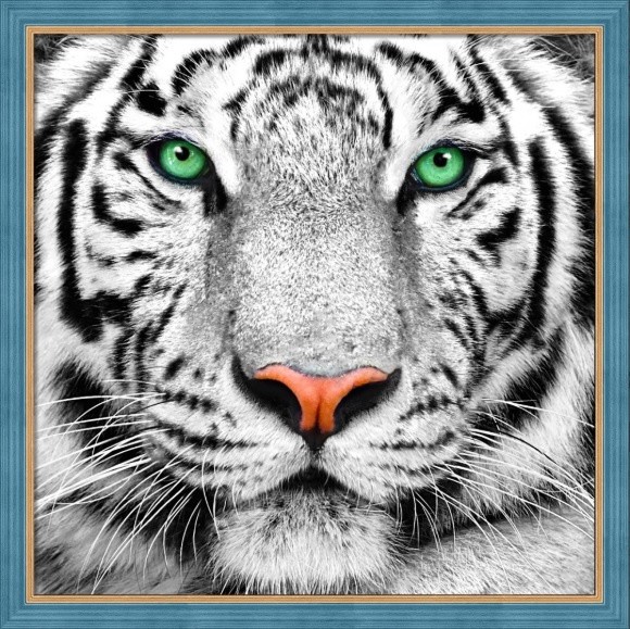 АЖ-1788 "Портрет белого тигра" Алмазная живопись